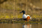 Image. Northern Shoveler