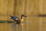 Image. Northern Shoveler