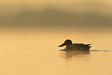 Image. Northern Shoveler
