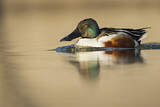 Image. Northern Shoveler