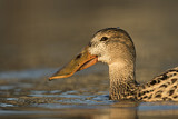 Image. Northern Shoveler