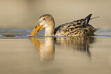 Image. Northern Shoveler