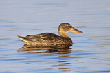 Image. Northern Shoveler