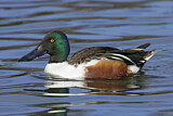 Image. Northern Shoveler