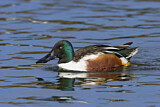 Image. Northern Shoveler