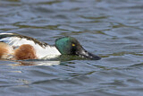 Image. Northern Shoveler
