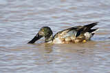 Image. Northern Shoveler