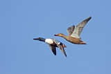 Image. Northern Shoveler