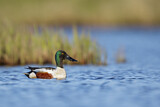 Image. Northern Shoveler