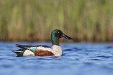Image. Northern Shoveler
