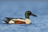 Image. Northern Shoveler