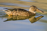Image. Northern Shoveler