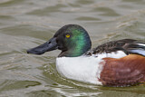 Image. Northern Shoveler