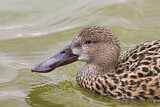 Image. Northern Shoveler