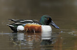 Image. Northern Shoveler