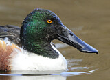 Image. Northern Shoveler