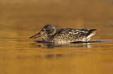 Image. Northern Shoveler