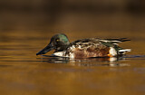 Image. Northern Shoveler