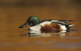 Image. Northern Shoveler