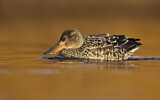 Image. Northern Shoveler