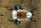 Image. Northern Shoveler
