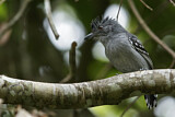 Image. Northern Slaty Antshrike