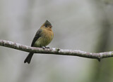 Image. Northern Tufted Flycatcher