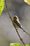 Image. Northern Tufted Flycatcher