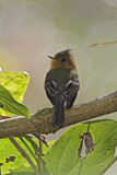 Image. Northern Tufted Flycatcher