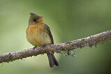 Image. Northern Tufted Flycatcher