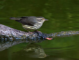 Image. Northern Waterthrush