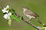 Image. Northern Waterthrush