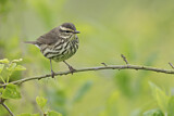 Image. Northern Waterthrush