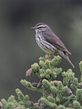 Image. Northern Waterthrush