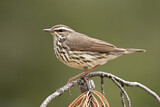 Image. Northern Waterthrush