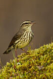 Image. Northern Waterthrush