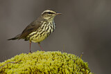 Image. Northern Waterthrush