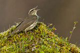 Image. Northern Waterthrush