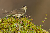 Image. Northern Waterthrush