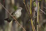 Image. Northern Waterthrush