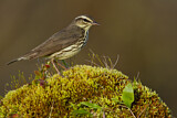 Image. Northern Waterthrush
