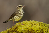 Image. Northern Waterthrush
