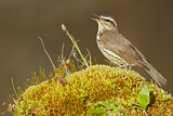 Image. Northern Waterthrush