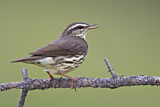 Image. Northern Waterthrush