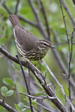 Image. Northern Waterthrush
