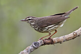 Image. Northern Waterthrush