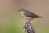 Image. Northern Waterthrush