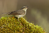 Image. Northern Waterthrush