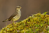 Image. Northern Waterthrush