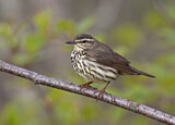Image. Northern Waterthrush